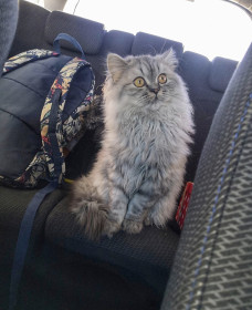 Боцман, 4 года. г. Свободный