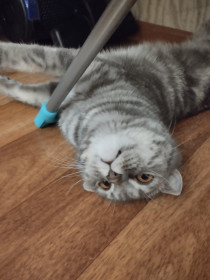 Ева, 1 год, 3 кг. г. Белогорск