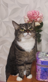 Клеопатра, 6 лет, г. Благовещенск