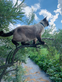 Сима, 2 года, с. Соловьёвск, Тындинский округ