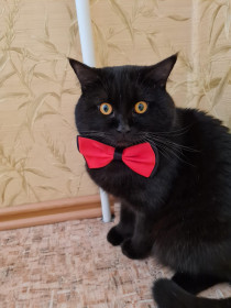 Сэм, 1,5 года, 6 кг. г. Белогорск