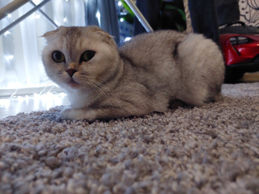 Боня 4 года, 4 кг, пгт Уруша