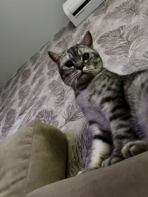 Кот Томат, 1,5 года, г. Благовещенск