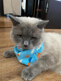 Симба, 2 годика, г. Циолковский