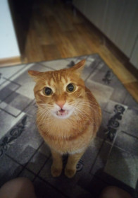 Барсик, 6 лет, 7 кг. г. Благовещенск