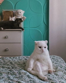 Тайсон и Ниса, 5 и 6 лет