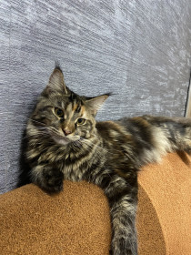 Мия, 2 года, г. Свободный