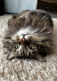 Василий, 11 лет, г. Благовещенск