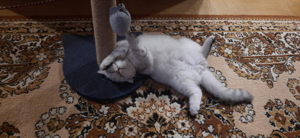 Марсель, 4 мес, г. Благовещенск