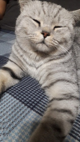 Аполлон, 1,5 года, г. Свободный