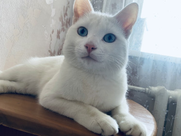 Риччи, 3 года