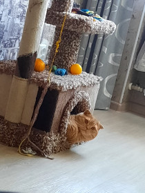 Ади, 3 года. г. Белогорск