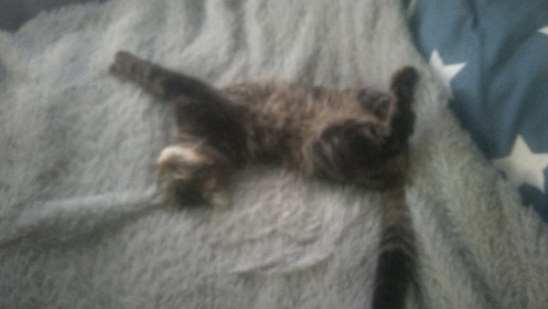 Мурзик, 3 года. с. Константиноградовка