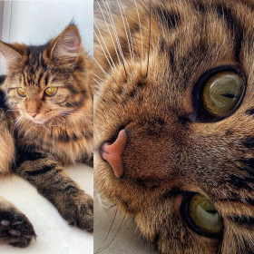 МаРыся, возраст 1,6 года. г. Свободный