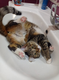 Лиса, 10 месяцев, 2 кг, с. Владимировка