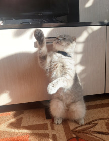 Буся, 2 года. Амурская область