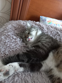 Елизавета, 5 лет, г. Белогорск