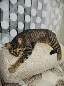 Екатерина-домашняя, Амурская область