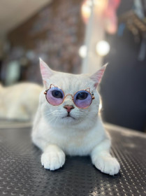 Марсель, 2 года, 6 кг. Завидный жених из г. Благовещенска