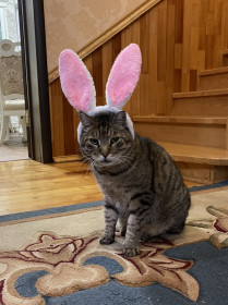 Тихомир, 11 лет, 7,5 кг., г. Благовещенск