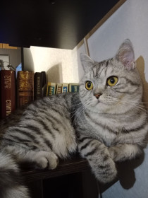 Тоша, 2 года, г. Благовещенск. Учёный кот, о котором писал А. С. Пушкин