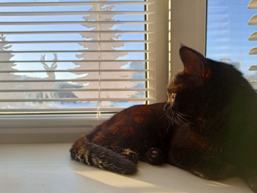 Зизи, 2 года, г. Благовещенск