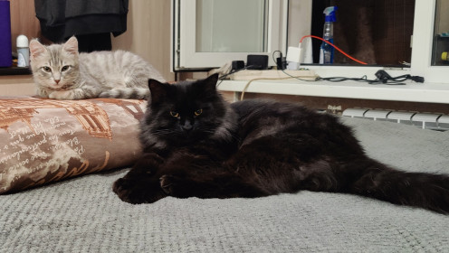 Дашкун и Сара, 4 месяца и 3.5 года. г. Благовещенска