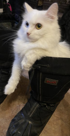 Тимофей, 2 года. г. Белогорск