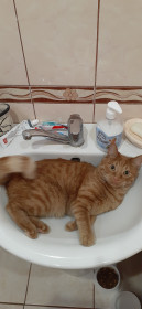 Персик,2 года, 4 кг. г. Благовещенск