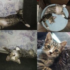 Йорик, 8 месяцев, г. Благовещенск