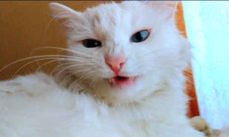 Лиска, 9 лет, г. Благовещенск