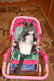 Кеша, 12 лет, г.Благовещенск