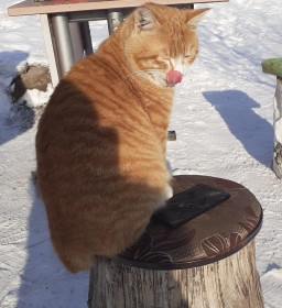 Тиша, 3 года, 6 кг., п. Новобурейский