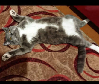 Семён, 2 года 6 месяцев, вес 5,5 кг. пгт Экимчан, Селемджинский район