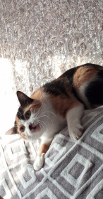 Кошка Люся, 5 лет, пгт Новобурейский