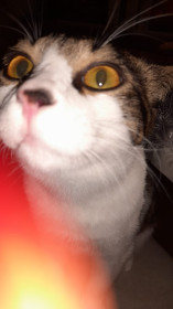 Пончик, 1,8 года, г. Благовещенск. Любитель погрызть железные стулья