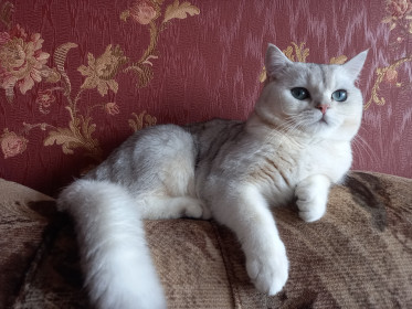 Диксик, 1 год, г. Воронеж