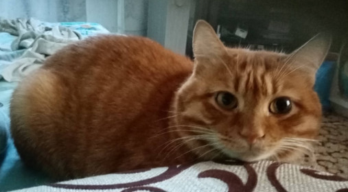 Чубайсик, 8 лет, 7 кг. г. Шимановск