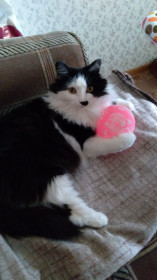 Кошка Маня, 6 лет, 5,5 кг. г. Благовещенск