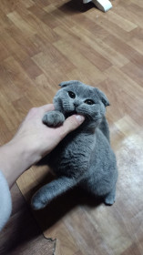 Марсик, 7 мес., с. Уркан, Тындинский округ