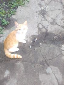 Рыжик, 1 год