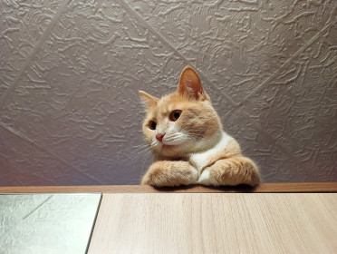 Персивальд, 3 годика, 5 кг