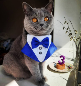 Кузя, 4 года. г. Благовещенск