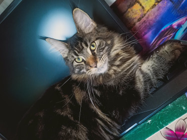 Мейн-кун Афина, 1 годик, 2 кг