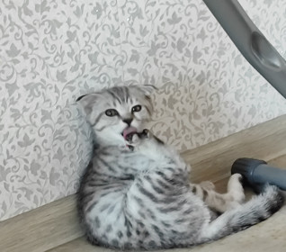 Бася, 4 месяца, г. Свободный