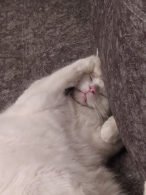 Жора, 9 лет, 5 кг. с. Константиновка