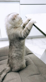 Маруся, 5 месяцев, г. Свободный