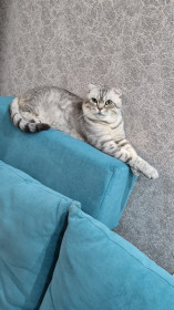 Симба, 2 года,. 5 кг. с. Екатеринославка