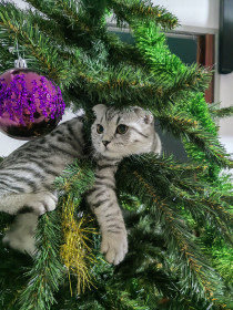 Соня, 6 месяцев. г. Благовещенск