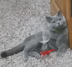 Соня, 4 года, 3 кг. г. Белогорск